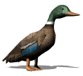 ànec imatges-animades-gif
